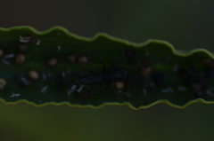 Camponotus morosus