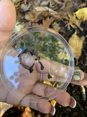 Lumbricus terrestris