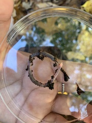 Lumbricus terrestris