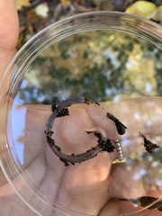 Lumbricus terrestris