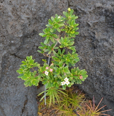 Boronia pancheri