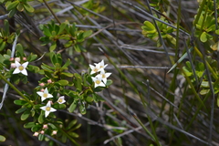 Boronia pancheri