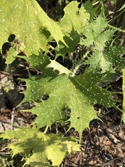 Cnidoscolus maculatus