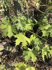 Cnidoscolus maculatus