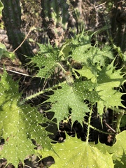 Cnidoscolus maculatus