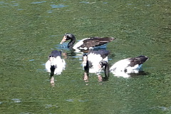 Anseranas semipalmata