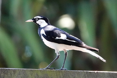 Grallina cyanoleuca
