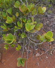 Garcinia amplexicaulis