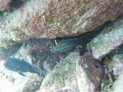 Pareques fuscovittatus