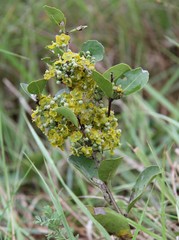 Salacia kraussii