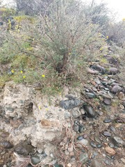 Dasiphora parvifolia