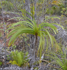 Lomandra insularis