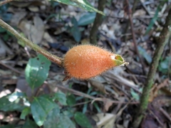 Atractocarpus hirtus