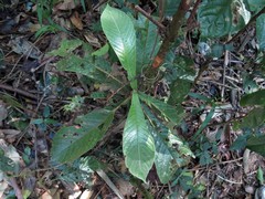 Atractocarpus hirtus