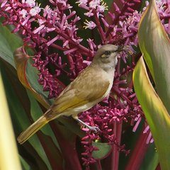 Brown Honeyeater photo 5