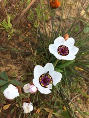 Sparaxis elegans