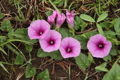 Ipomoea crassipes