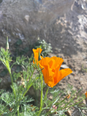 Eschscholzia californica