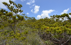 Callitris pancheri