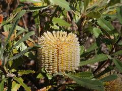 Banksia ornata