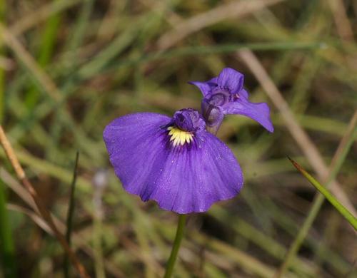 How to identify Utricularia beaugleholei Gassin