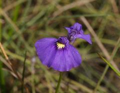 Utricularia beaugleholei