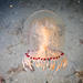 Red-eye Medusa - Photo (c) Morton Jonuschat, some rights reserved (CC BY-NC), uploaded by Morton Jonuschat