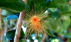 Syzygium boonjee