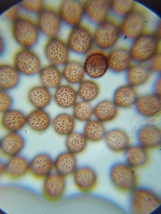 Paradiachea caespitosa