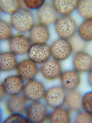 Paradiachea caespitosa