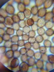 Paradiachea caespitosa