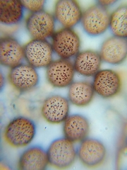 Paradiachea caespitosa