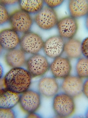 Paradiachea caespitosa