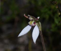Eriochilus cucullatus