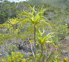 Lomandra insularis