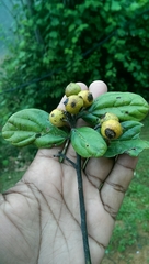 Cryptocarya