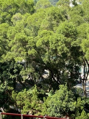Acacia confusa