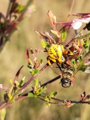 Misumenoides formosipes
