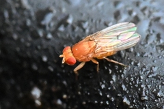 Drosophila immigrans