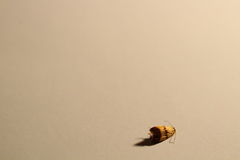 Heteroteucha translatella