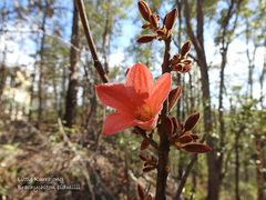 Brachychiton bidwillii