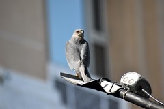 Accipiter badius