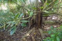 Ficus macrophylla columnaris