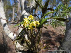 Dendrobium gracilicaule
