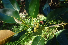 Ficus macrophylla columnaris