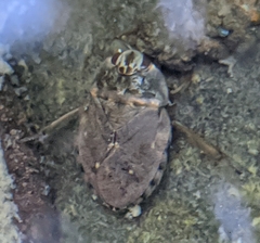 Ambrysus