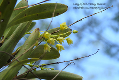 Dendrobium monophyllum