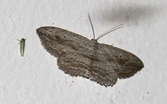 Scopula desita
