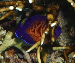 Centropyge bispinosa