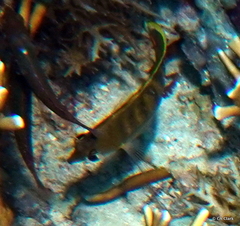 Chaetodontidae